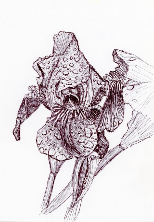Sketch Iris